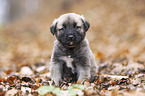 Sivas Kangal puppy