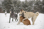 dogs playing in the snow