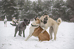 dogs playing in the snow