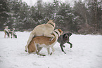 dogs playing in the snow