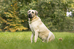 Sivas Kangal