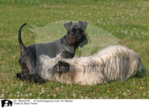 Cesky & Skye Terrier / Cesky & Skye Terrier / RR-07576