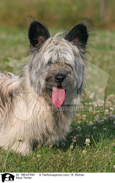 Skye Terrier / Skye Terrier / RR-07590
