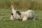 Skye Terrier