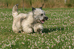 Skye Terrier