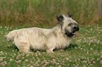 Skye Terrier