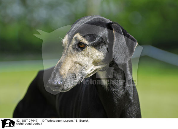 sighthound portrait / SST-07647