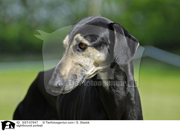 Sloughi Portrait / sighthound portrait / SST-07647