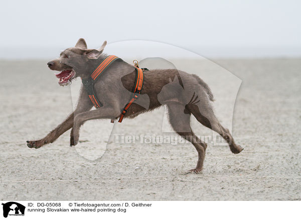 running Slovakian wire-haired pointing dog / DG-05068