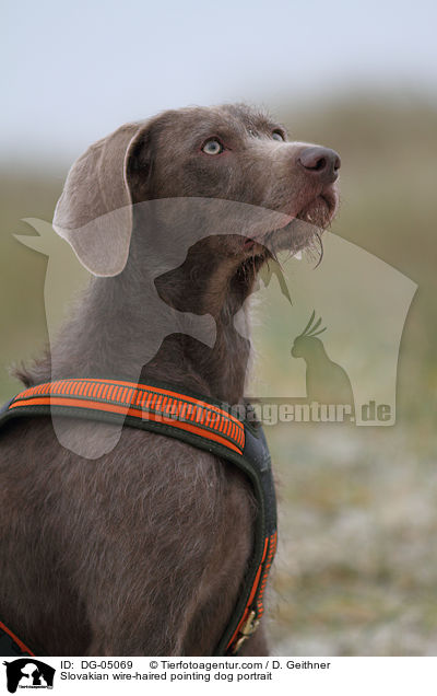Slovakian wire-haired pointing dog portrait / DG-05069