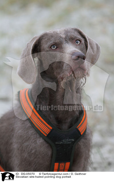 Slovakian wire-haired pointing dog portrait / DG-05070