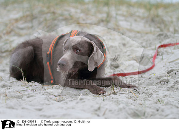 lying Slovakian wire-haired pointing dog / DG-05073