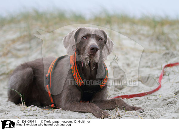 liegender Slowakischer Rauhbart / lying Slovakian wire-haired pointing dog / DG-05074