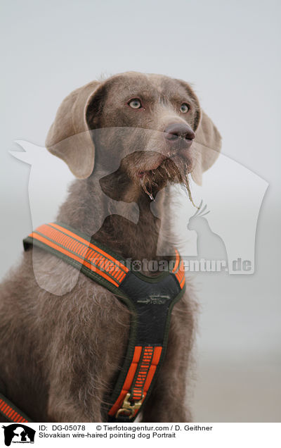 Slowakischer Rauhbart Portrait / Slovakian wire-haired pointing dog Portrait / DG-05078