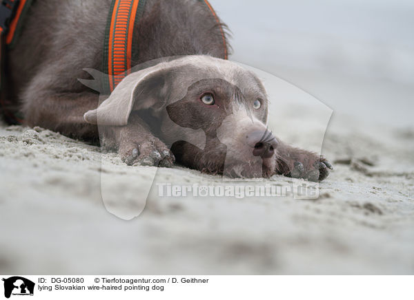 liegender Slowakischer Rauhbart / lying Slovakian wire-haired pointing dog / DG-05080