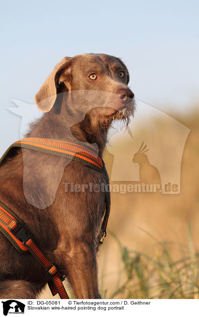 Slowakischer Rauhbart Portrait / Slovakian wire-haired pointing dog portrait / DG-05081