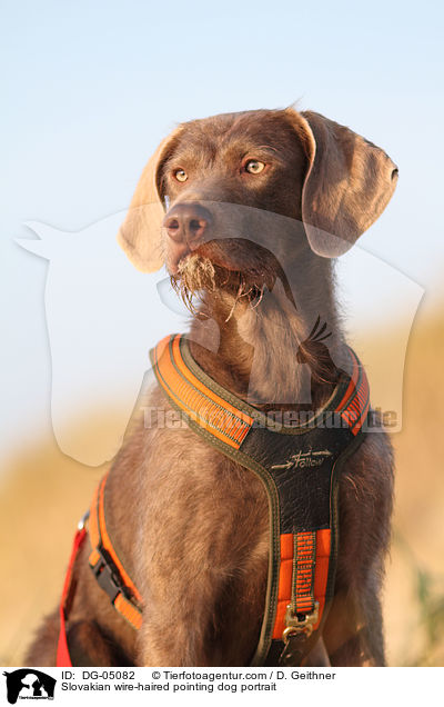 Slowakischer Rauhbart Portrait / Slovakian wire-haired pointing dog portrait / DG-05082