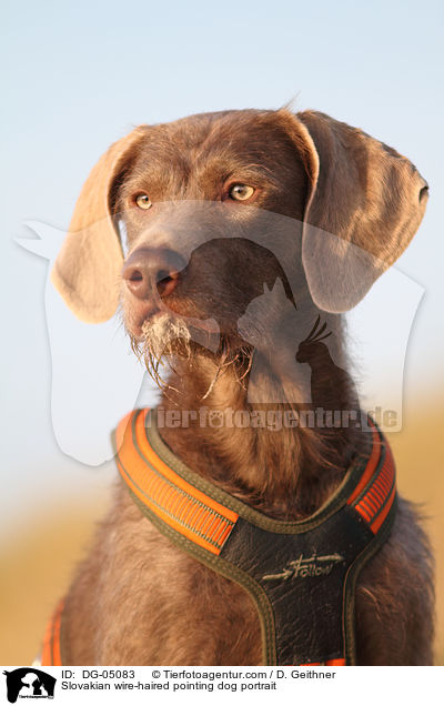 Slowakischer Rauhbart Portrait / Slovakian wire-haired pointing dog portrait / DG-05083