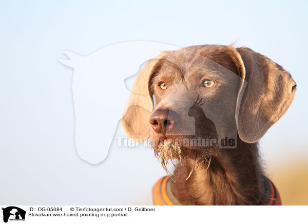 Slowakischer Rauhbart Portrait / Slovakian wire-haired pointing dog portrait / DG-05084