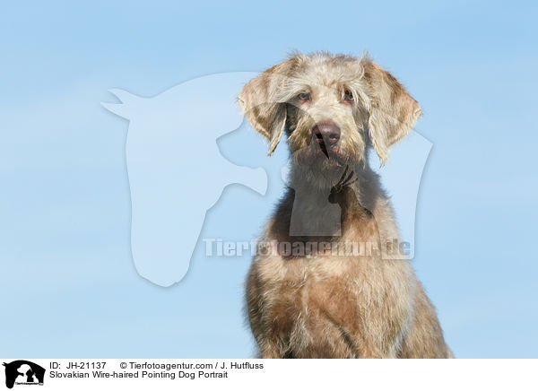Slowakischer Rauhbart Portrait / Slovakian Wire-haired Pointing Dog Portrait / JH-21137