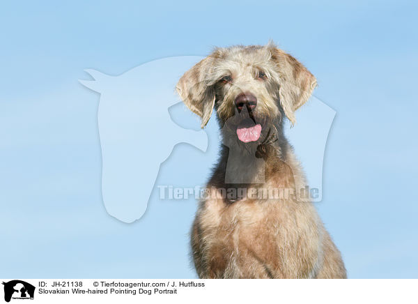 Slowakischer Rauhbart Portrait / Slovakian Wire-haired Pointing Dog Portrait / JH-21138