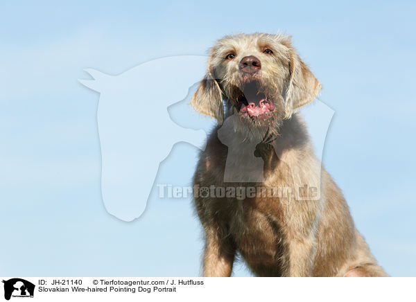 Slovakian Wire-haired Pointing Dog Portrait / JH-21140