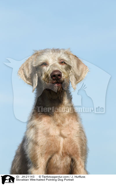 Slowakischer Rauhbart Portrait / Slovakian Wire-haired Pointing Dog Portrait / JH-21143