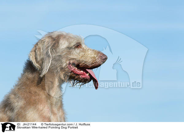 Slowakischer Rauhbart Portrait / Slovakian Wire-haired Pointing Dog Portrait / JH-21144
