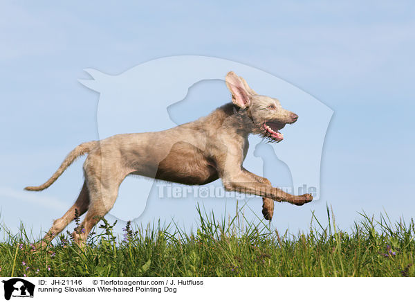 rennender Slowakischer Rauhbart / running Slovakian Wire-haired Pointing Dog / JH-21146