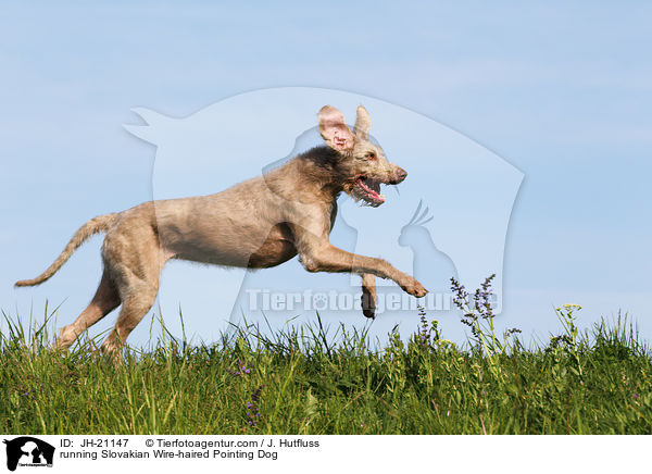 rennender Slowakischer Rauhbart / running Slovakian Wire-haired Pointing Dog / JH-21147