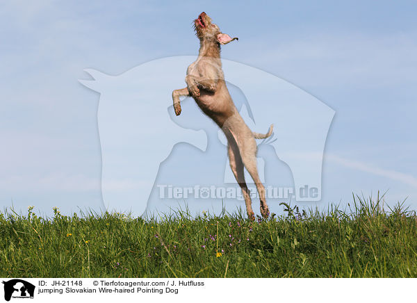 springender Slowakischer Rauhbart / jumping Slovakian Wire-haired Pointing Dog / JH-21148