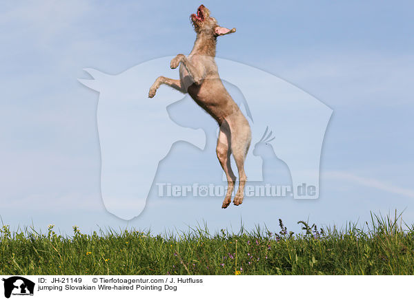 springender Slowakischer Rauhbart / jumping Slovakian Wire-haired Pointing Dog / JH-21149