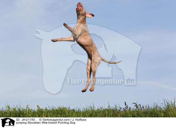 springender Slowakischer Rauhbart / jumping Slovakian Wire-haired Pointing Dog / JH-21150