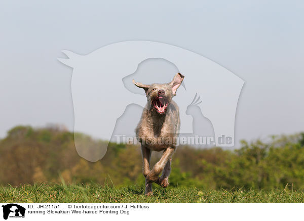 rennender Slowakischer Rauhbart / running Slovakian Wire-haired Pointing Dog / JH-21151