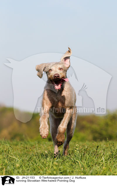 rennender Slowakischer Rauhbart / running Slovakian Wire-haired Pointing Dog / JH-21153