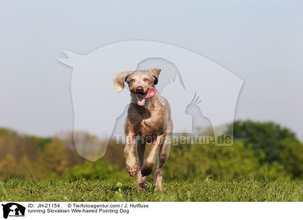 rennender Slowakischer Rauhbart / running Slovakian Wire-haired Pointing Dog / JH-21154