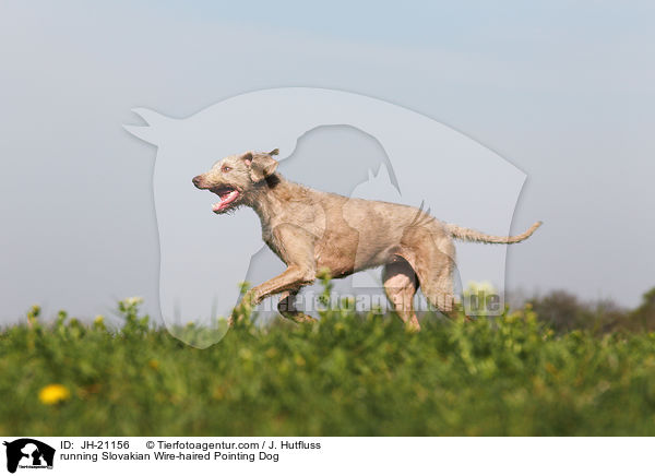 rennender Slowakischer Rauhbart / running Slovakian Wire-haired Pointing Dog / JH-21156