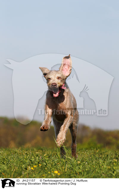 rennender Slowakischer Rauhbart / running Slovakian Wire-haired Pointing Dog / JH-21157
