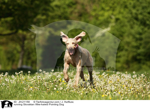 rennender Slowakischer Rauhbart / running Slovakian Wire-haired Pointing Dog / JH-21158