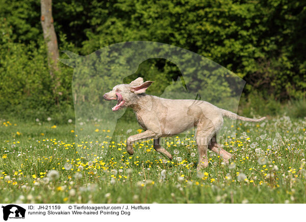 rennender Slowakischer Rauhbart / running Slovakian Wire-haired Pointing Dog / JH-21159