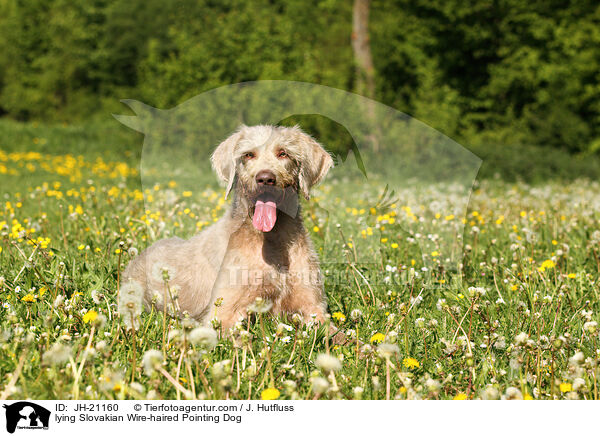 lying Slovakian Wire-haired Pointing Dog / JH-21160