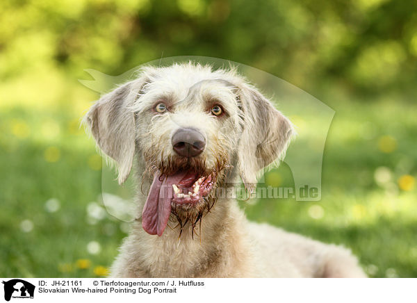Slowakischer Rauhbart Portrait / Slovakian Wire-haired Pointing Dog Portrait / JH-21161