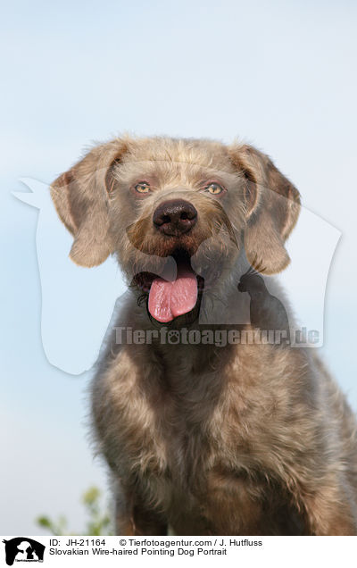 Slovakian Wire-haired Pointing Dog Portrait / JH-21164