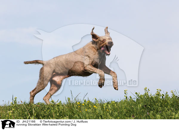 running Slovakian Wire-haired Pointing Dog / JH-21166