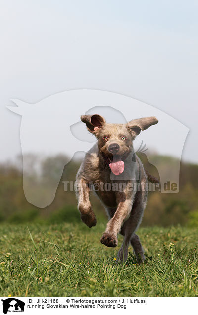 running Slovakian Wire-haired Pointing Dog / JH-21168