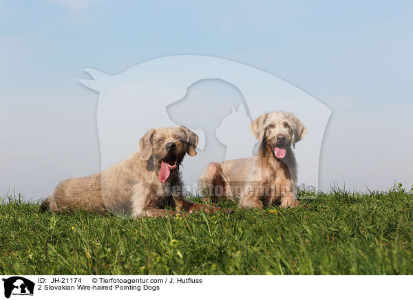 2 Slovakian Wire-haired Pointing Dogs / JH-21174