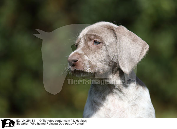 Slowakischer Rauhbart Welpe Portrait / Slovakian Wire-haired Pointing Dog puppy Portrait / JH-26131