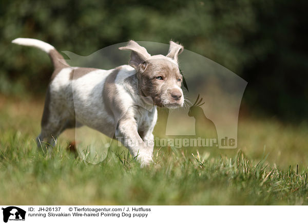 rennender Slowakischer Rauhbart Welpe / running Slovakian Wire-haired Pointing Dog puppy / JH-26137