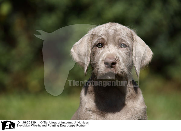 Slovakian Wire-haired Pointing Dog puppy Portrait / JH-26139