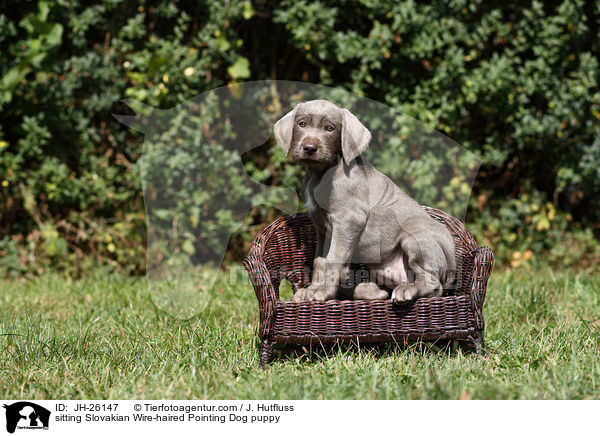 sitzender Slowakischer Rauhbart Welpe / sitting Slovakian Wire-haired Pointing Dog puppy / JH-26147